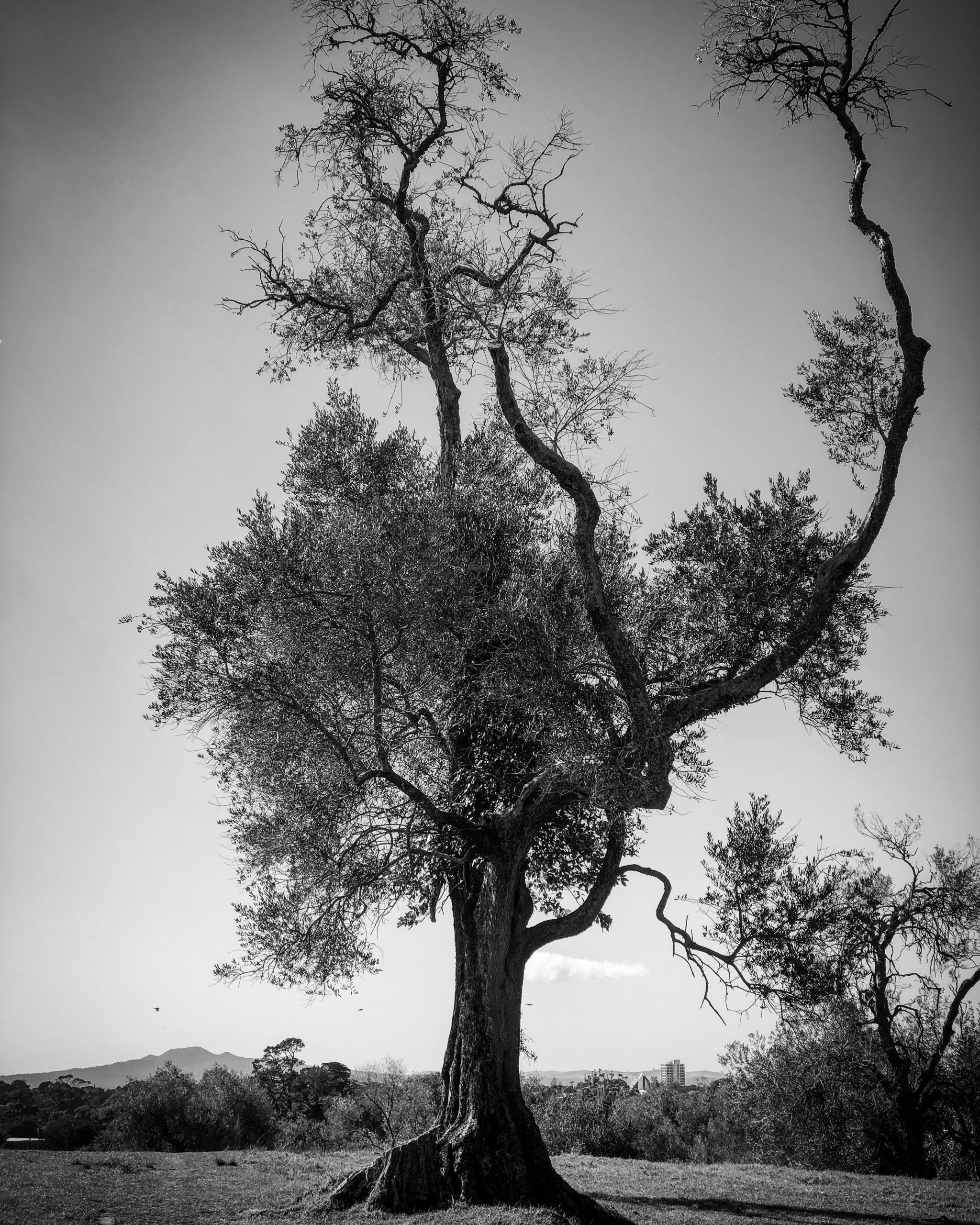 Echar raíces Latidos NZ