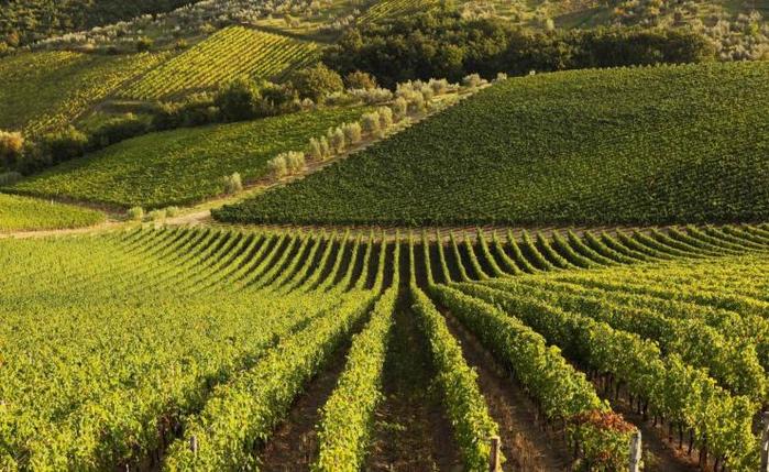 las 5 regiones de vino mas importantes